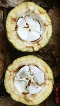 cocoa pod borer