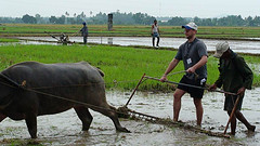 Ox hoeing rice paddy