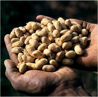 Hands holding peanuts