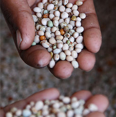 A hand holding seeds